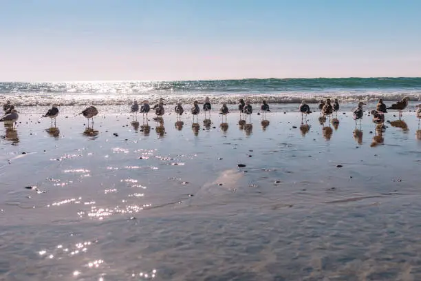 Seagulls in a row on beach
