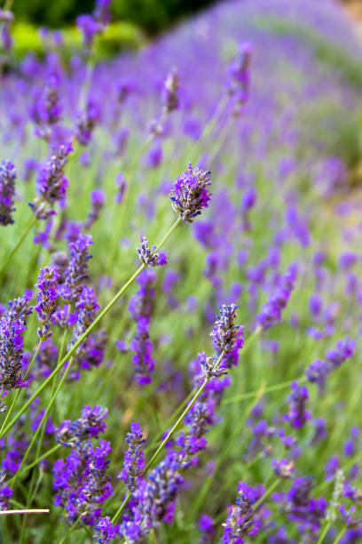istock Closeup of lavander flowers 1139130472