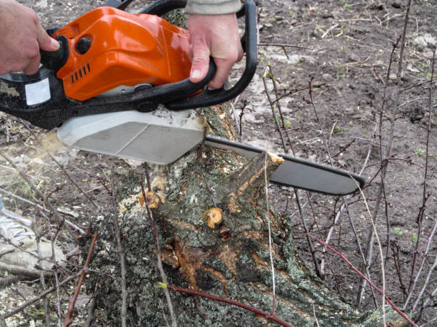 istock A man is sawing a log on the ground with a chainsaw 1139132241