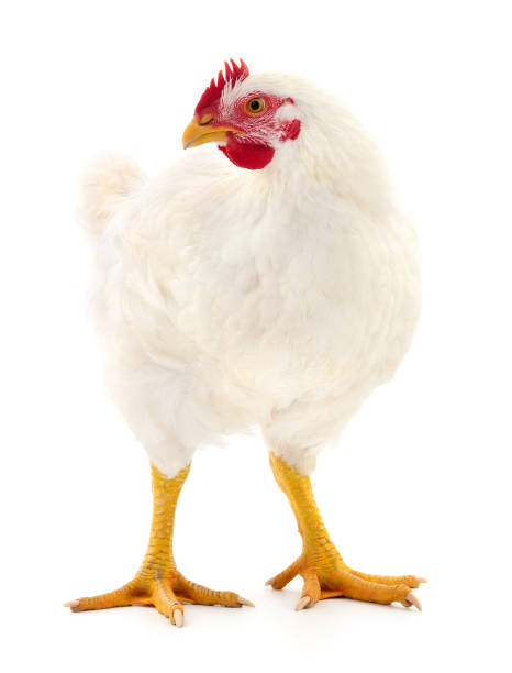 White hen isolated. Young white hen isolated on white background. hen stock pictures, royalty-free photos & images