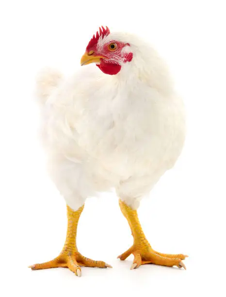 Photo of White hen isolated.