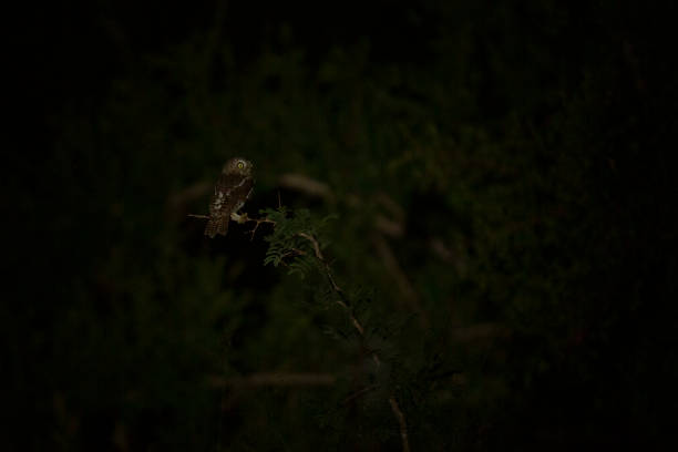 istock An owl in the darkness 1139134081