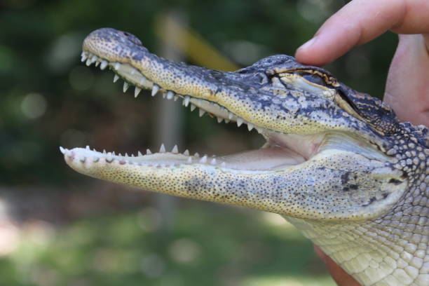 istock crocodile with mouth open teeth showing 1139134832