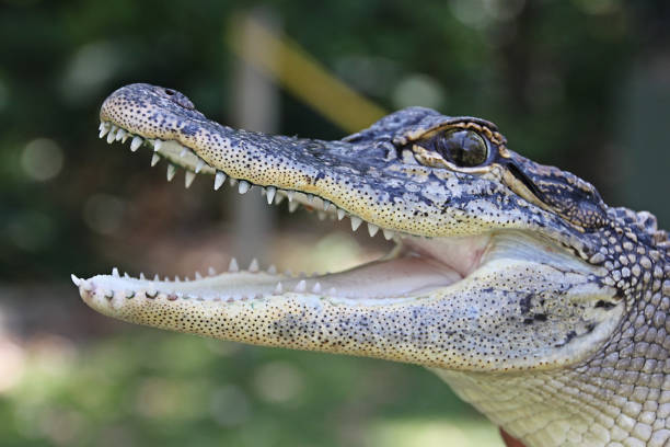 istock crocodile with mouth open teeth showing 1139134845