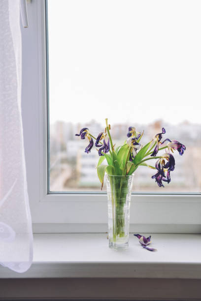istock bouquet of withered tulips standing in a vase on a window overcast day, sad patchwork, apathy, depression. small noise 1139136849