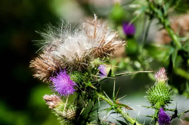 Photo of Blooming donkey thistle