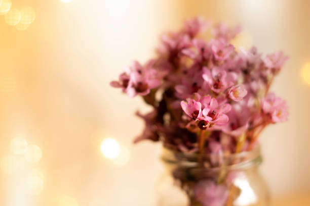 rose bergenia pacumbis (oreilles d’éléphant chinois) dans un vase sur une table en bois - flower pot vase purple decor photos et images de collection
