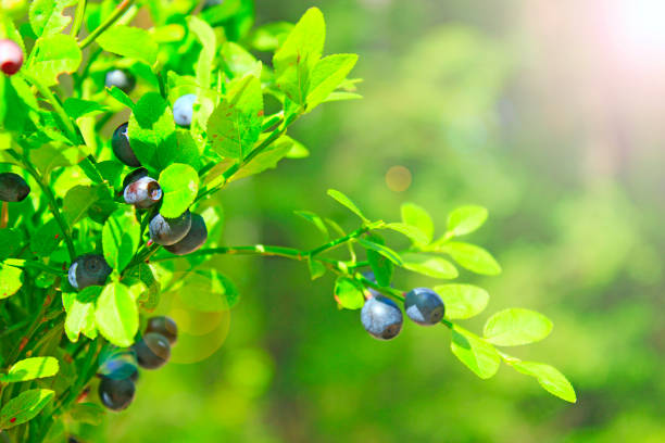 heidelbeeren im wald. weinlese - 11902 stock-fotos und bilder