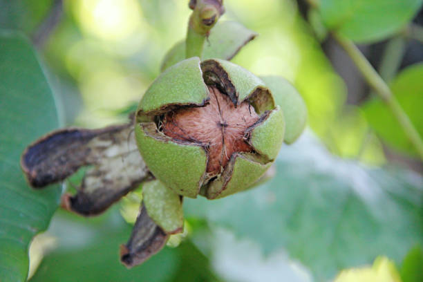 juglans regia fruit ripening among green foliage on tree. nut growing on branch - 11911 imagens e fotografias de stock