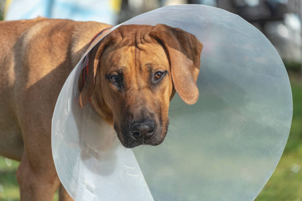 istock Young Rhodesian Ridgeback with Recovery collar 1139140293