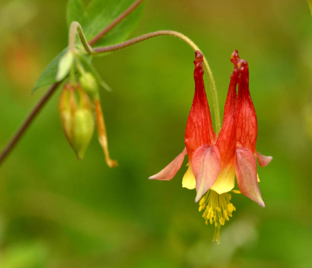 istock Wild Columbine wildflower 1139144838
