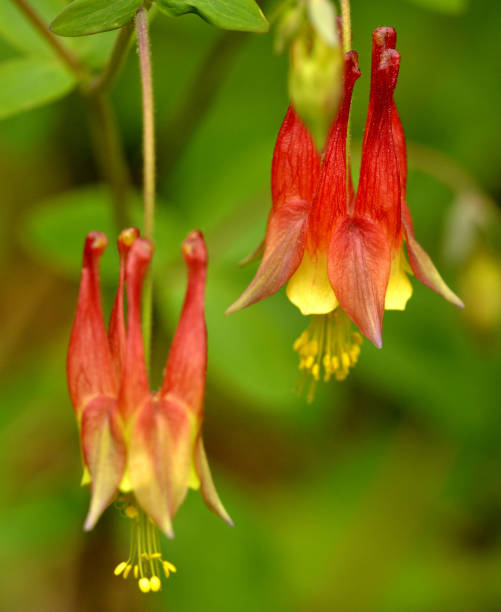 istock Wild Columbine wildflower 1139144840