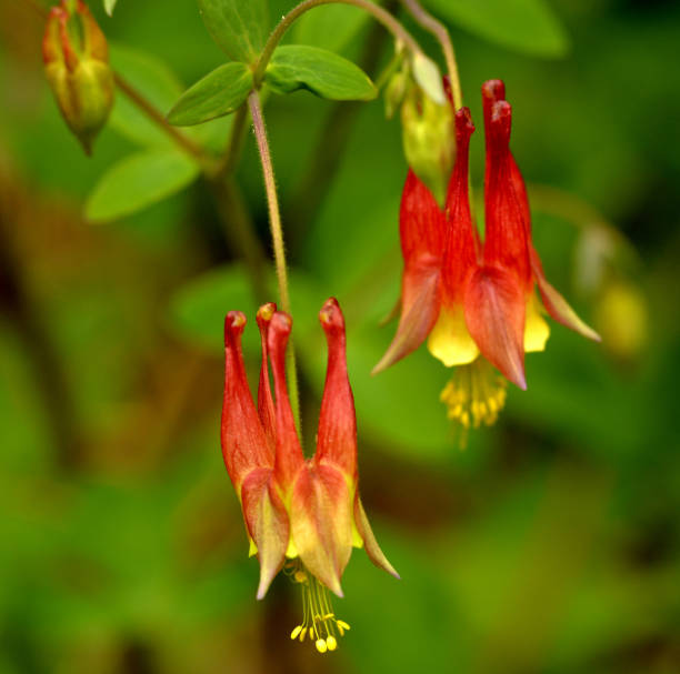 istock Wild Columbine wildflower 1139144848