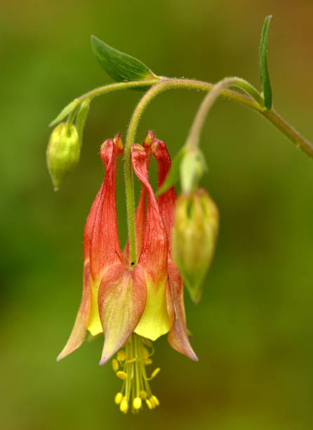 istock Wild Columbine wildflower 1139144854