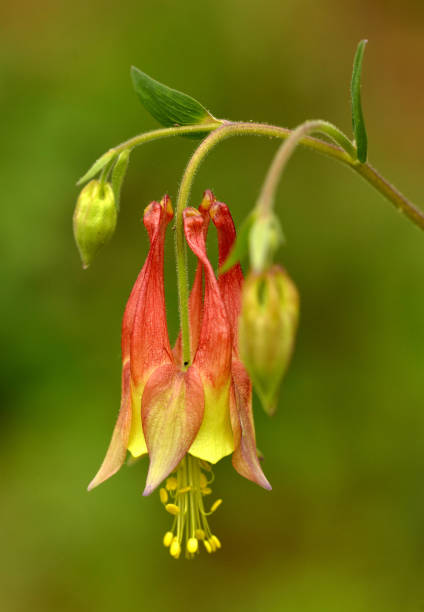 istock Wild Columbine wildflower 1139144857
