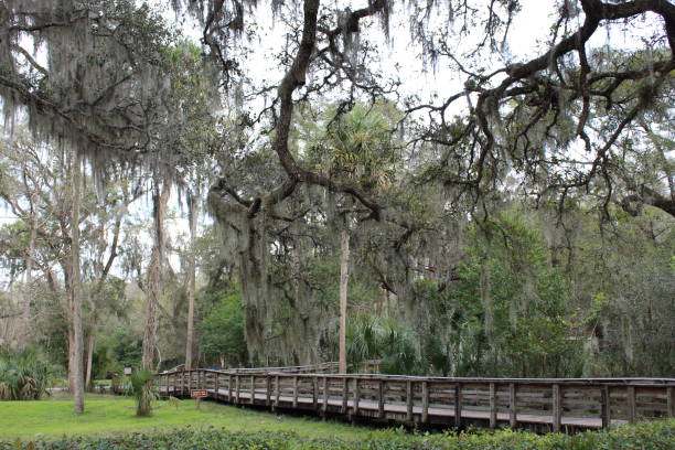 istock across the swamp 1139145969