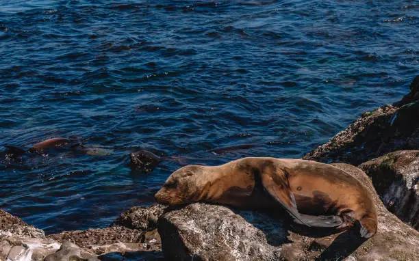Shots of the coast and the sea lions on the coast of La Jolla