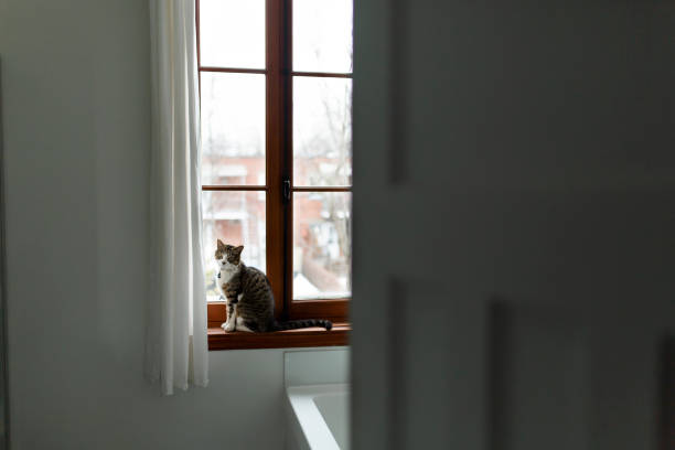 istock Domestic cat sitting on a window sill 1139146397