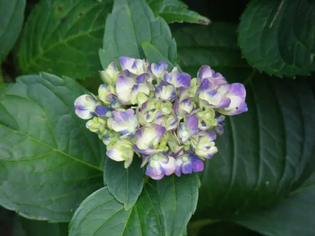 Blooming white and purple budding and blooming hydrangea flower.