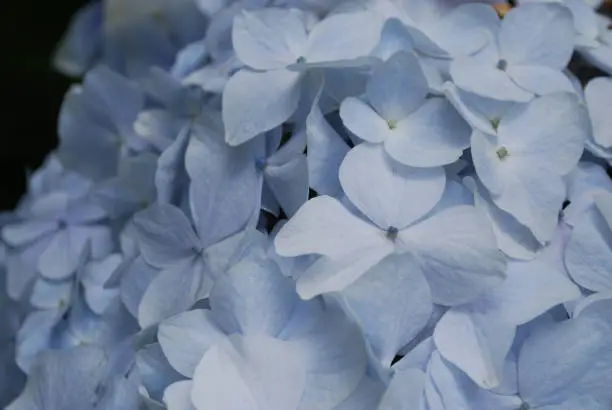 Flowering light blue hydrangea flowers in bloom.