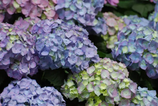 Flowering pastel hydrangea blossoms in a group of clusters.