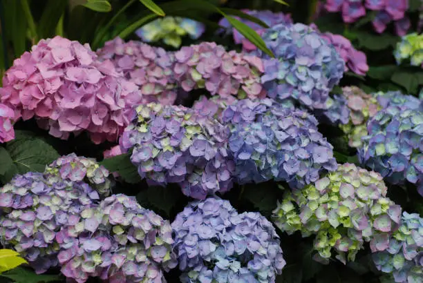 Flowering pastel colored hydrangea clusters in a garden.