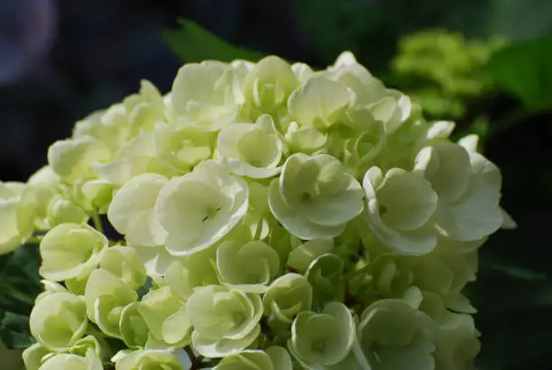 Blooming white hydrangea bush flowering during the summer.