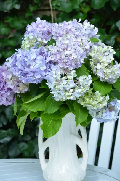 White vase with a group of pale blue hydrangea blossoms flowering.