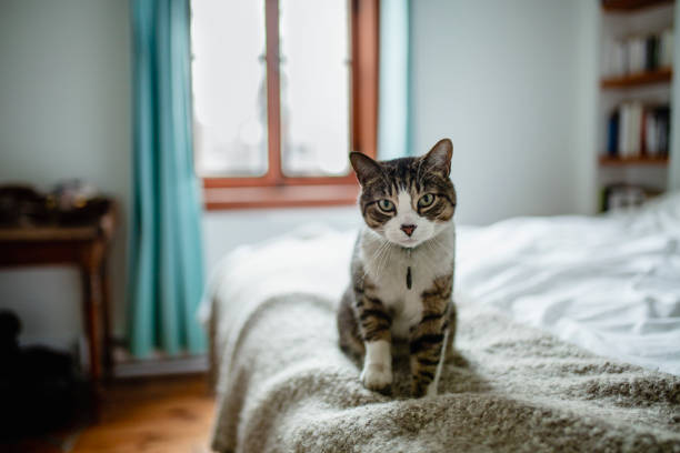 Tabby cat sitting on a bed animal, domestic cat, bedroom, bed, tabby cat photos stock pictures, royalty-free photos & images