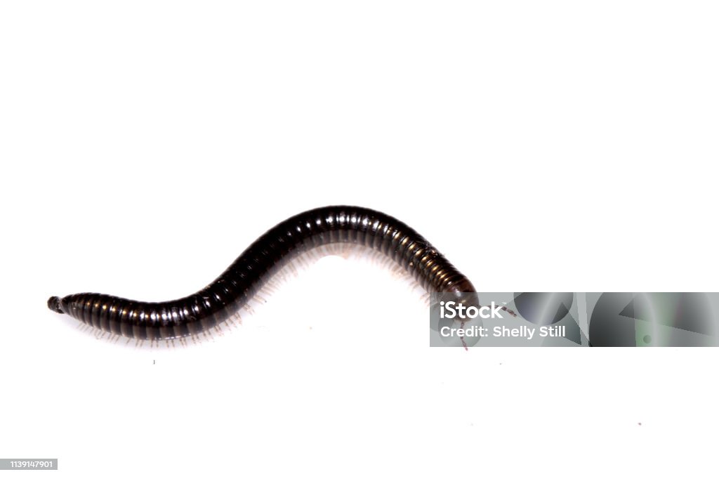 Milipant Insect Small Millipede Bug Insect On White Background Stock Photo - Download ...