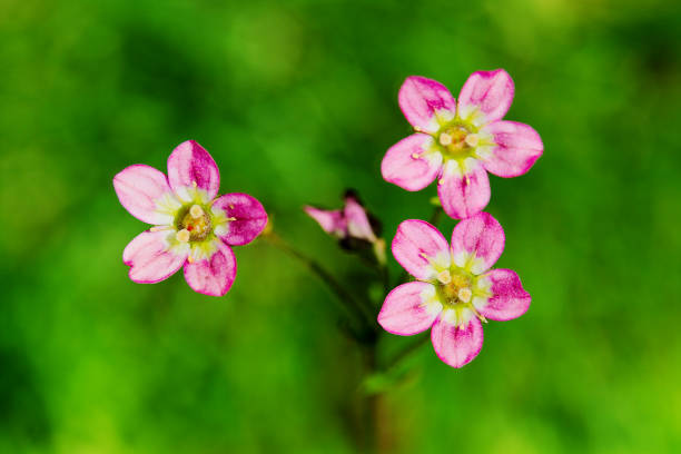 istock Mossy Saxifrage or rockfoil flowers. 1139148955