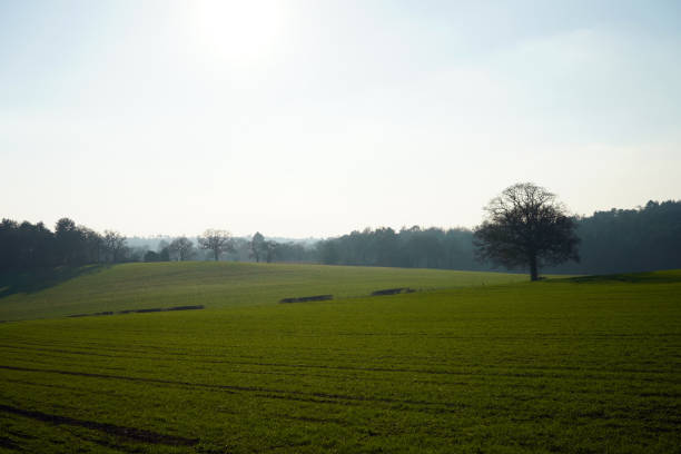 istock Lush green farm fields on a clear sunny day 1139149167