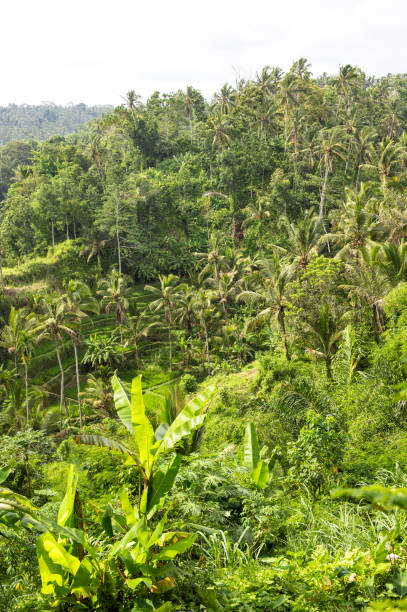 istock Palm trees green rice fileds tropical landscape 1139150141