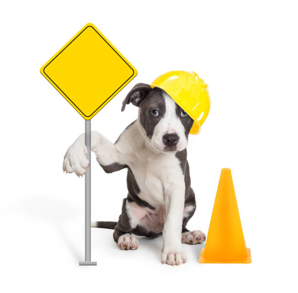 istock Puppy Holding Blank Construction Sign 1139151487