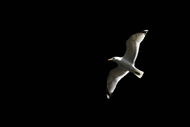 istock Sea gull flying in the sky, 1139151552