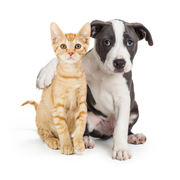 강아지와 팔 주위 귀여운 새끼 고양이 - puppy isolated animal cute 뉴스 사진 이미지