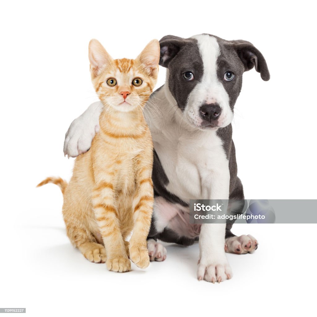 Puppy With Arm Around Cute Kitten Stock Photo - Download Image Now ...