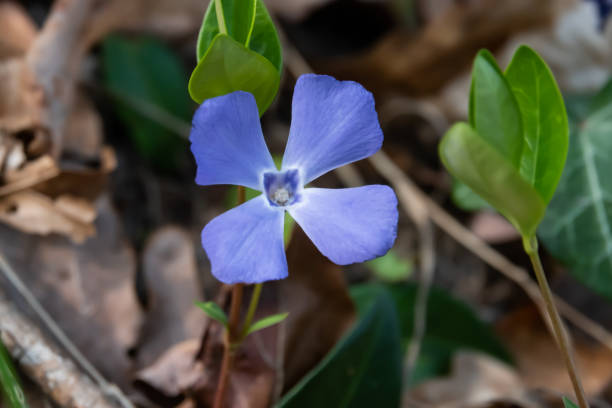 istock Periwinkle Flower in Bloom in Spring 1139152373