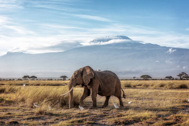 istock African Elephant Walking Past Mount Kilimanjaro 1139152390