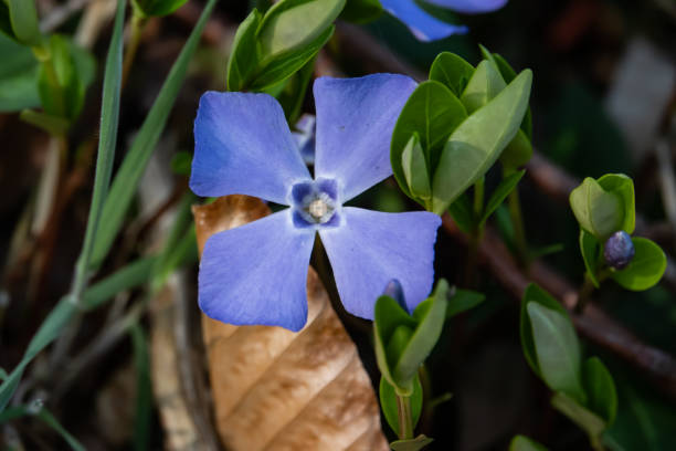 Periwinkle Flower in Bloom in Spring