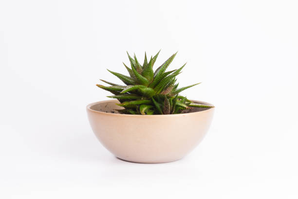 istock Small plant in pot succulents or cactus isolated on white background by front view 1139152520