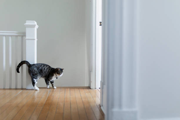istock Tabby cat in a house 1139152767