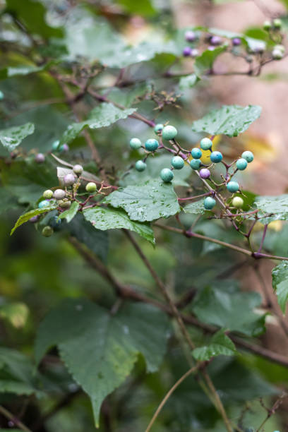 istock Porcelain berries in bloom on a vine 1139153672