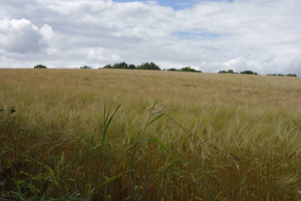 istock Field in Scotland 1139154810