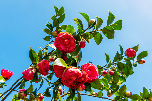 Red camellia flower branches at springtime in garden.