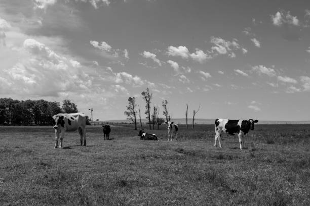 istock cows in the field 1139155856