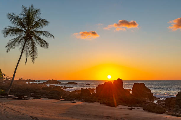 istock Palm Tree Sunset, Corcovado National Park, Costa Rica 1139156696