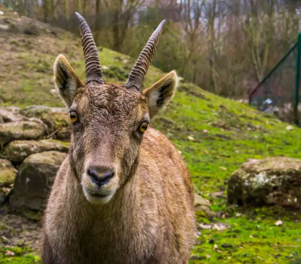 Photo of adorable portrait of a female alpine ibex face, Wild goat from the mountains of europe