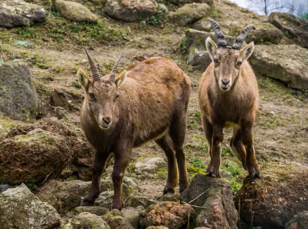 Photo of two alpine ibexes standing next to each other, Animals from the mountains of Europe