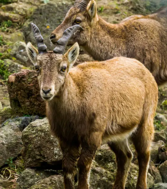 Photo of closeup portrait of a female alpine ibex, wild goat from the european mountains